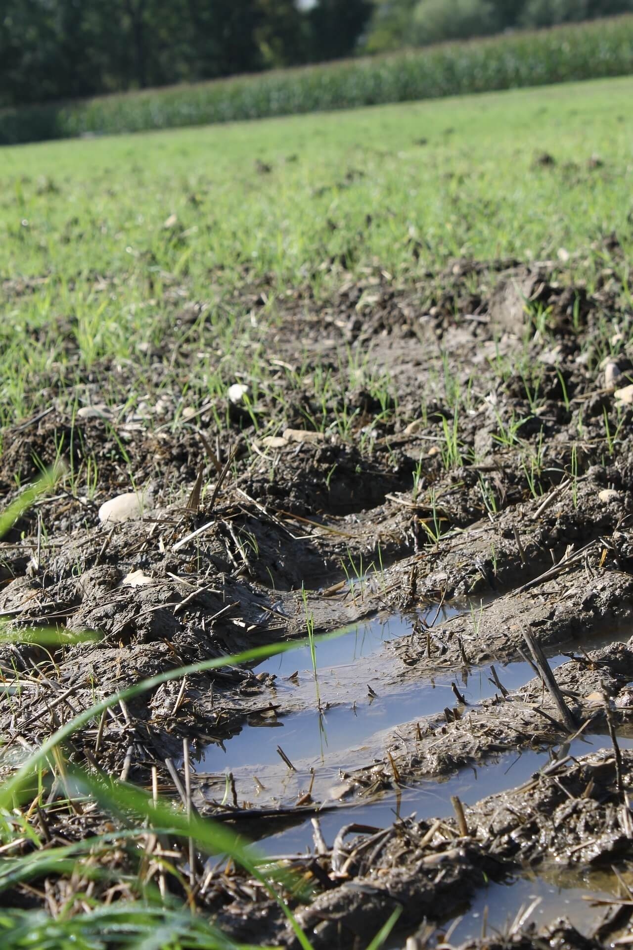 작은 자연을 되살리기 위한 초소형 생태계 물·흙·식물 관리 복원 프로젝트 실험기