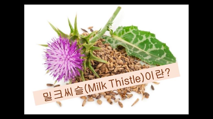 밀크씨슬(Milk Thistle) 꽃과 씨앗 사진