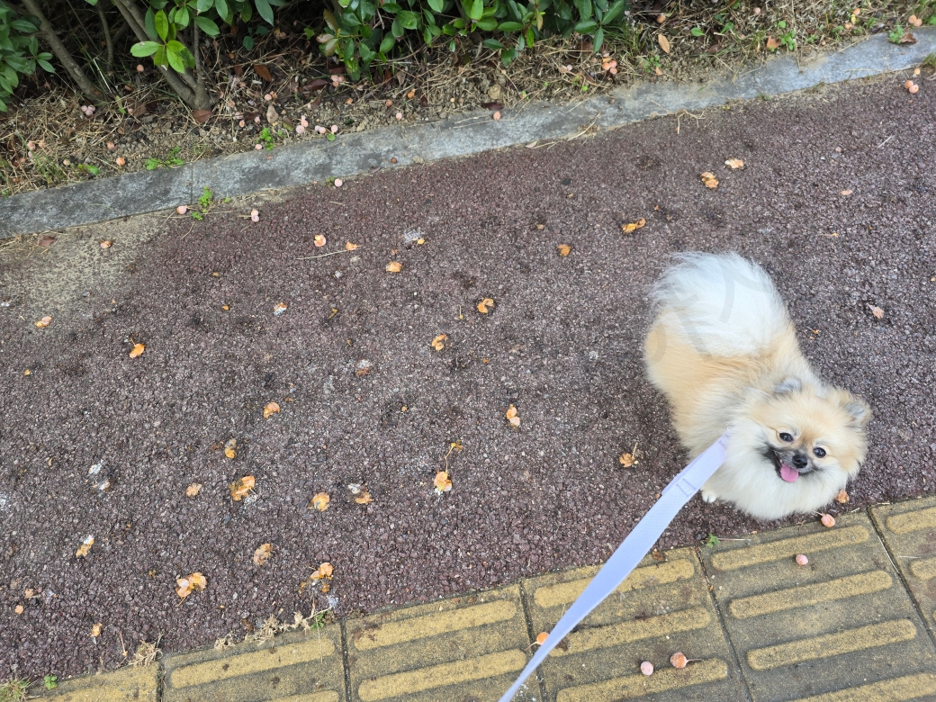 은행 열매가 떨어진 곳을 산책하는 강아지