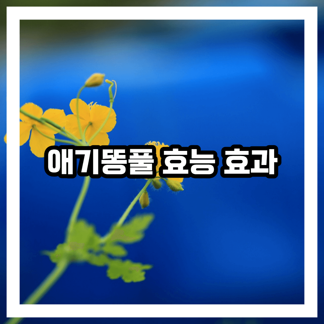 애기똥풀 블로그용 썸네일 사진
