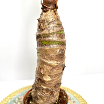 알로카시아 키우는법 번식 꽃 키우기