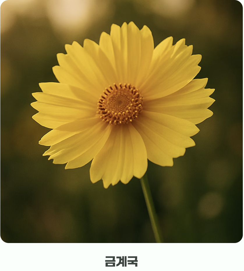 금계국과의 쉬운 구별법