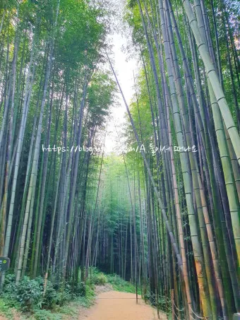 담양 죽녹원 소아르호텔 숙박 맛집_4