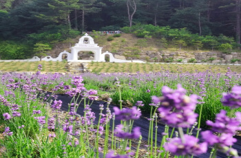 허브아일랜드 라벤더 축제_2