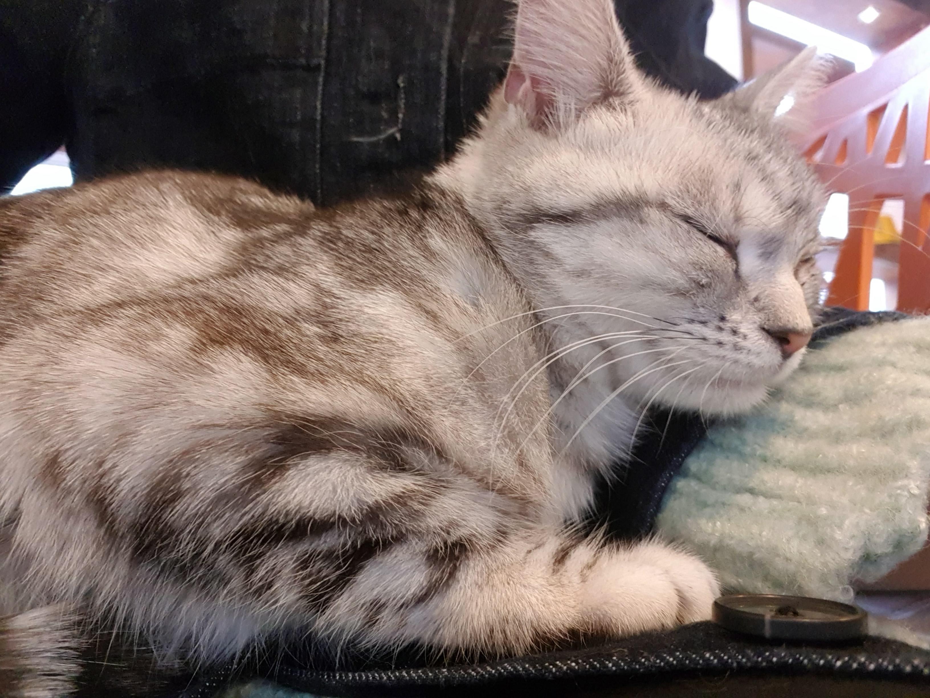 멜라토닌의 효능과 부작용! 수면의 질을 높이는 천연 호르몬일까?