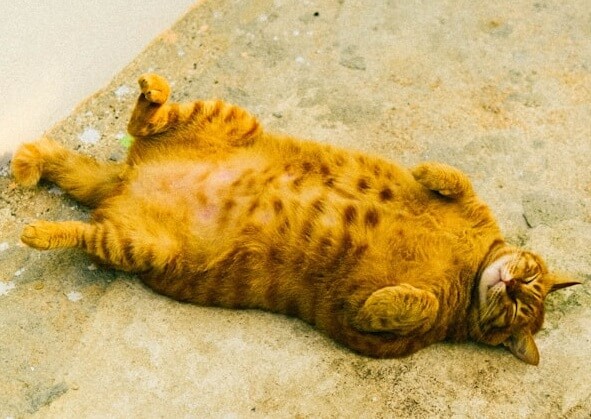뚱보 고양이