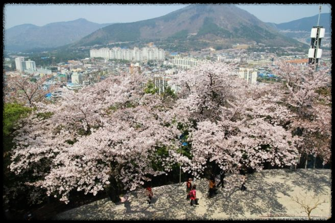 2025 진해 벚꽃 명소 BEST 7 - 인생샷 각도까지 알려드려요.