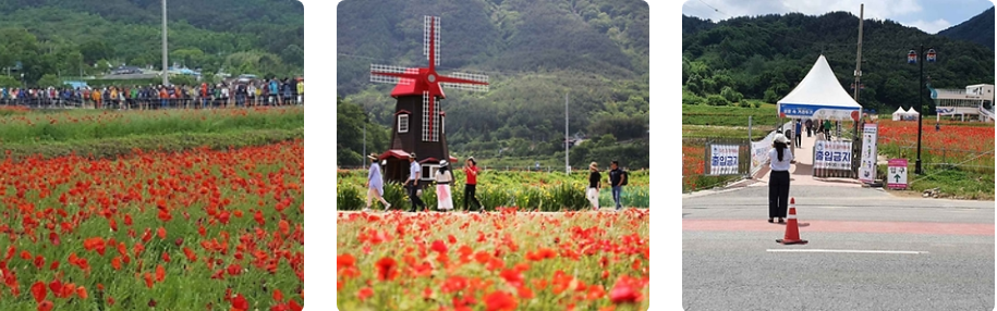 하동 북천 양귀비 축제 꽃밭 사진