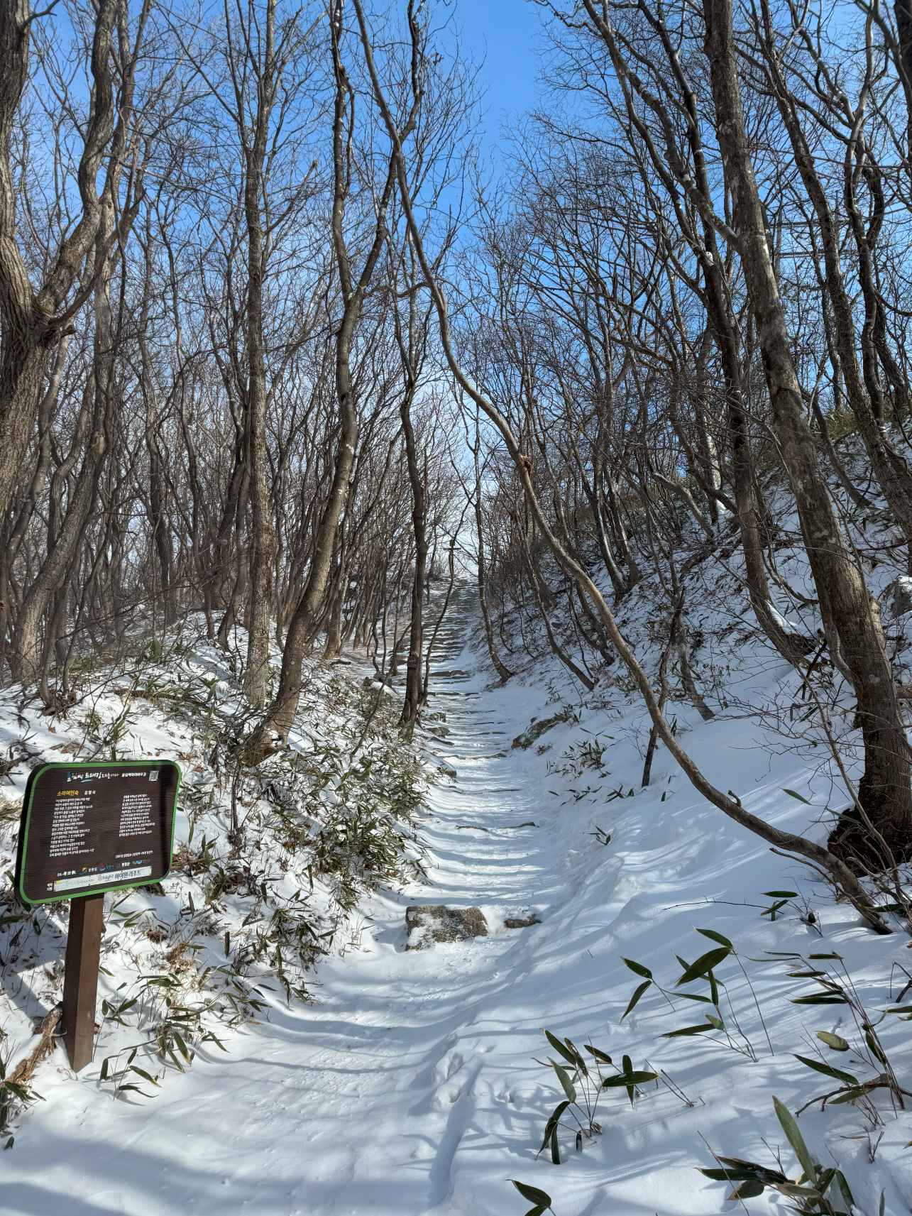산자령 가는길 초입2