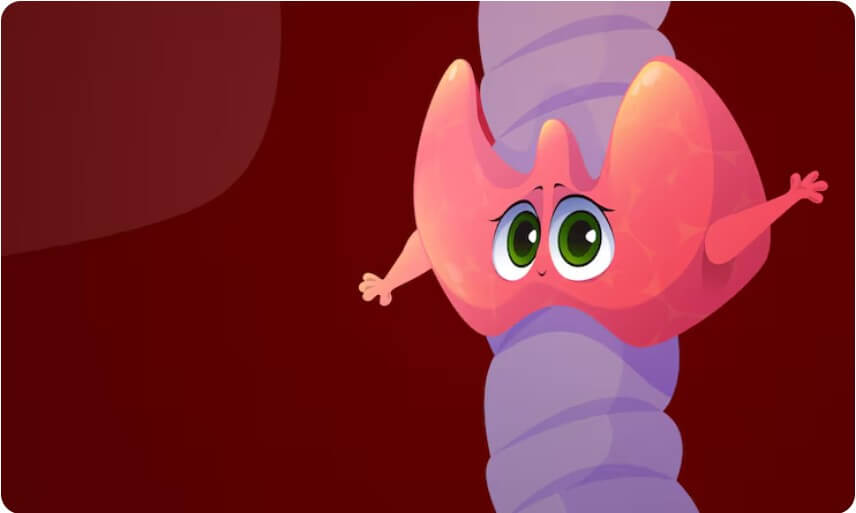 갑상선의 위치와 모습