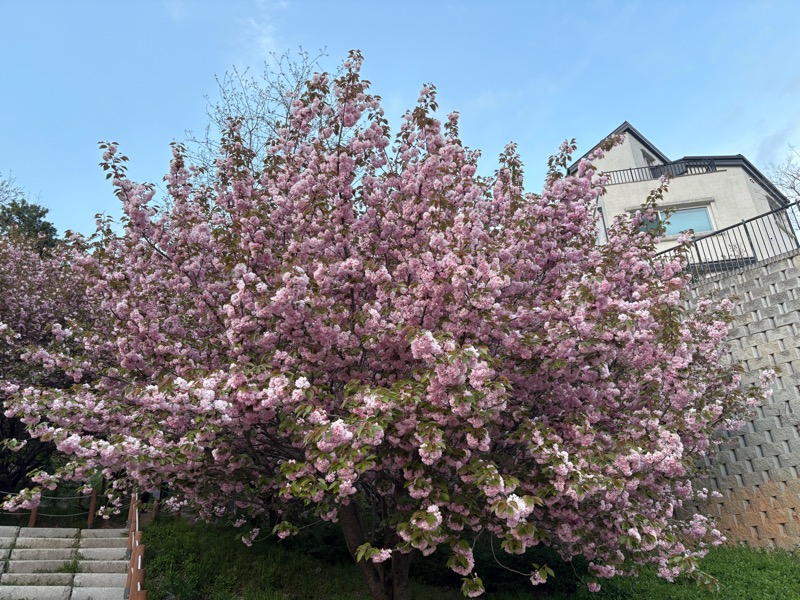 겹벚꽃 한 그루