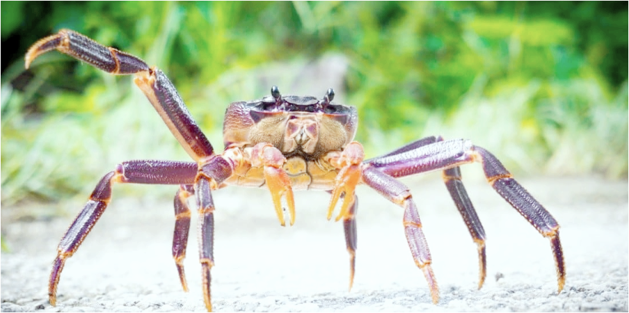 육상-절지동물-야자게2