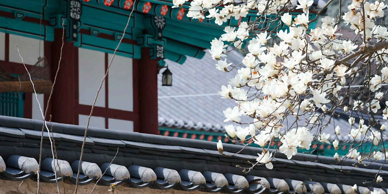 [4월 축제]사계절의 모습이 다 아름다운 고창 선운사❘동백꽃, 홍매화 사진 이벤트