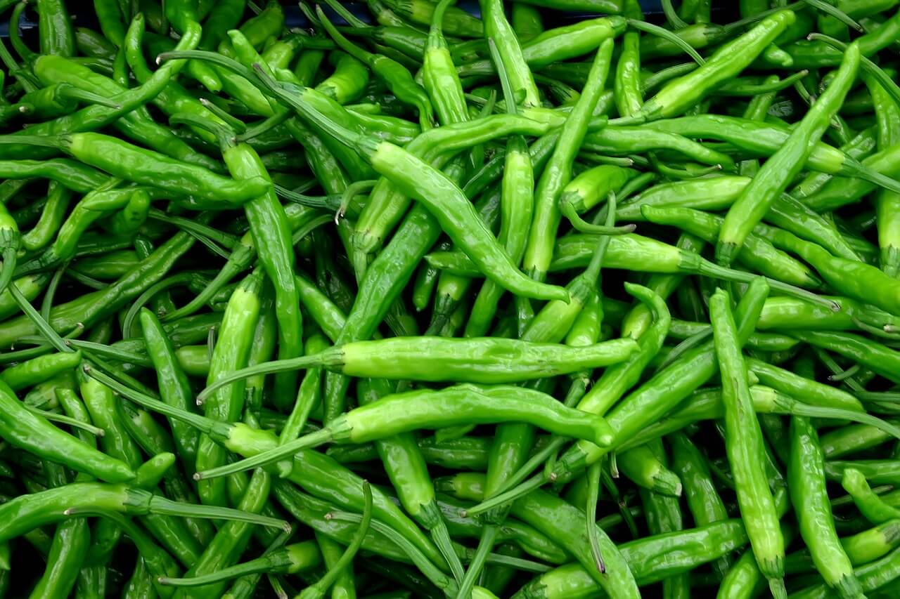 매운 청양 고추