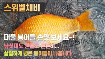 낚시터 물고기 방생법 바늘 제거 회복 수질 보호_6