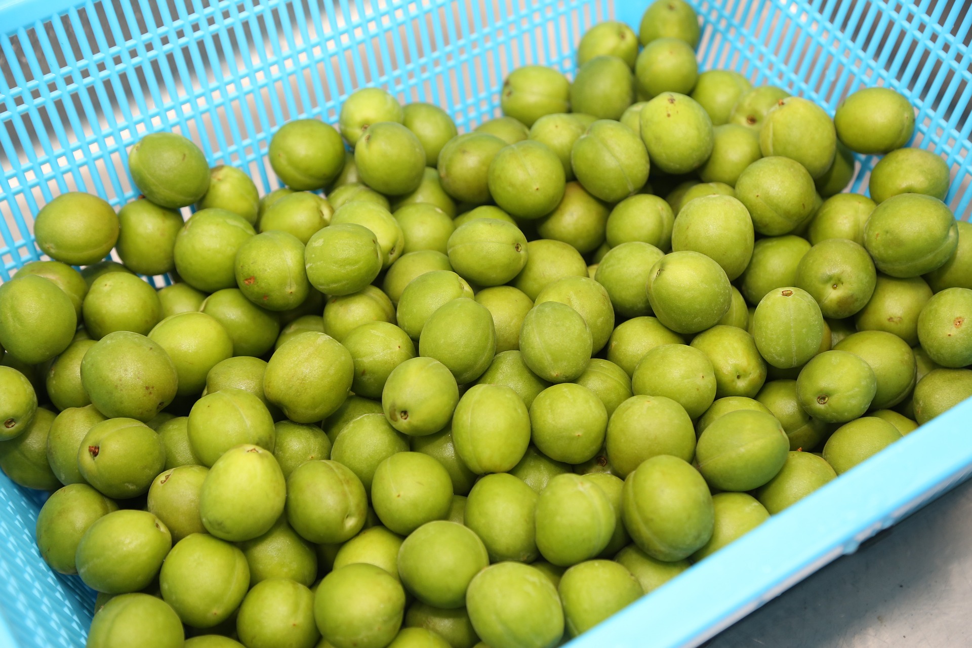 매실 나무의 열매인 매실을 채취를 해서, 깨끗한 물로 세척을 해서 하늘색 소쿠리에 받쳐서, 물기를 빼며 건조를 시키는 사진