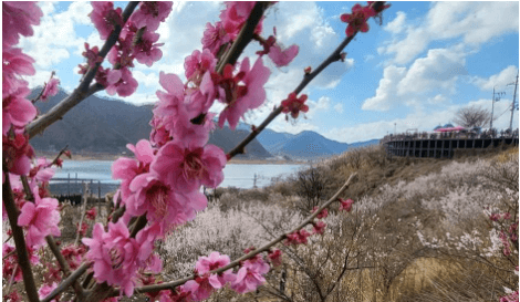 매화 축제 일정