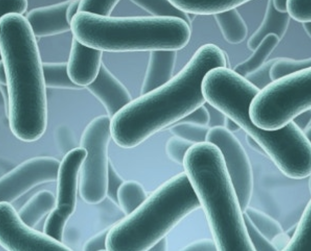 유산균 비타민 약