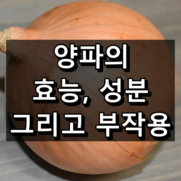 양파의 효능과 주요 성분 그리고 부작용 대표 이미지