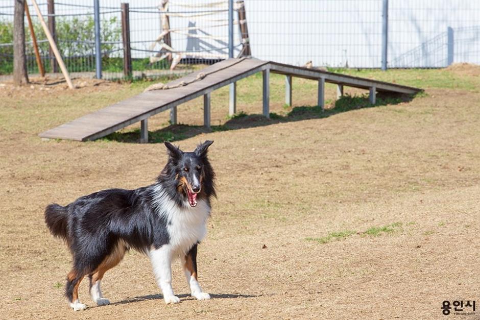 기흥호수공원 반려동물놀이터