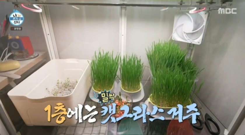 배우 옥자연 집 공개│이케아 밀스보 유리도어 수납장 식물장