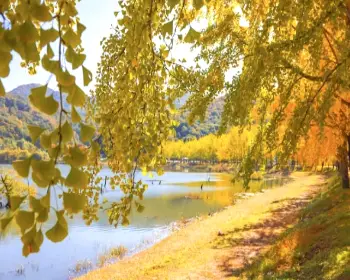 문광저수지 은행나무길_6