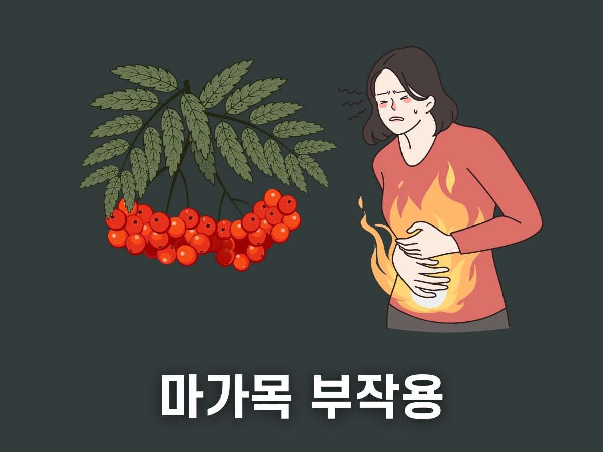 마가목 부작용