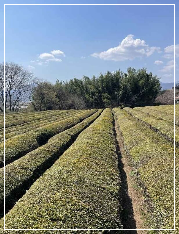 하동 가볼만한곳 베스트10 매암 제다원