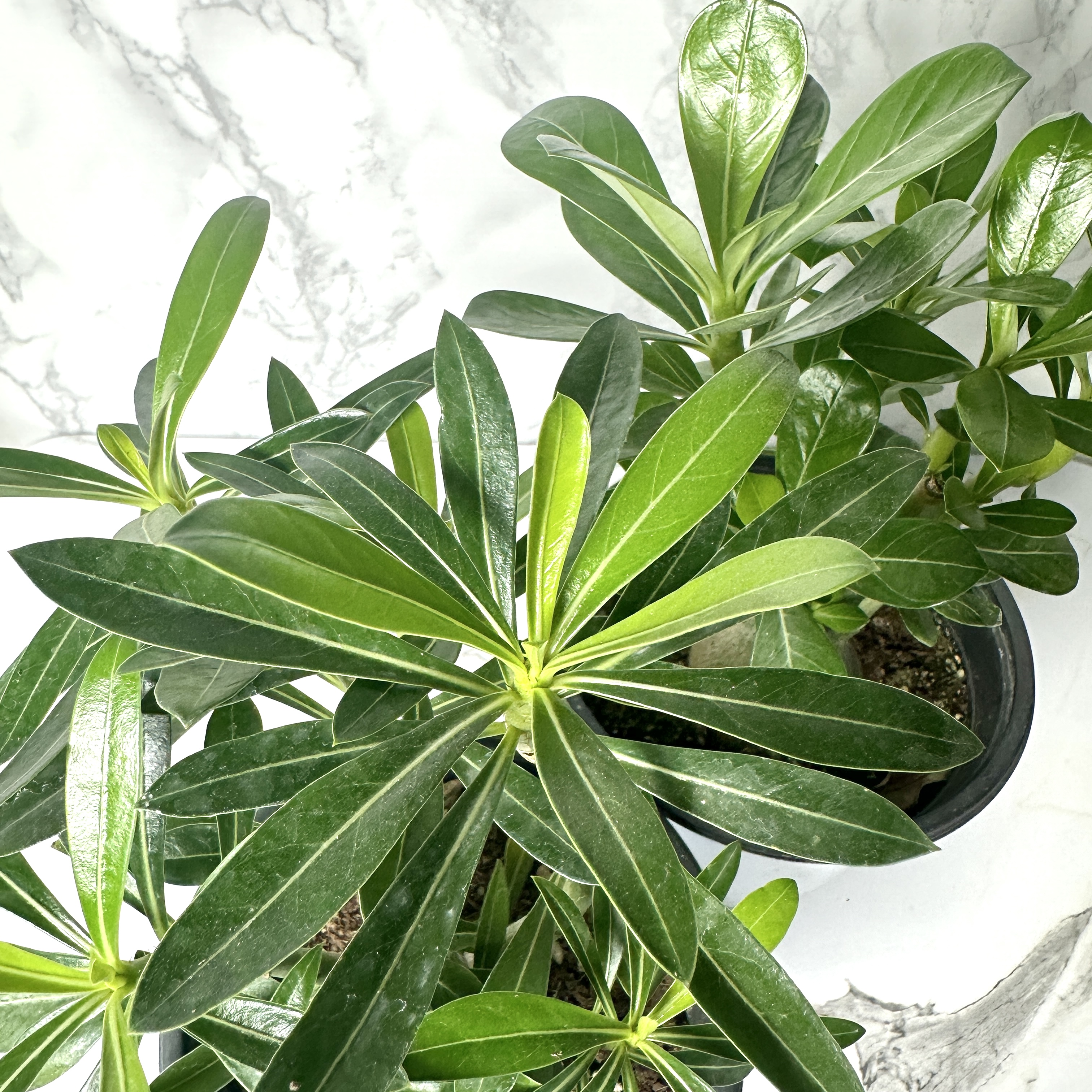 사막의장미 석화 키우기&amp;#44; 물주기&amp;#44; 인테리어식물