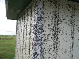 러브버그(Lovebug), 그 이름에 속지 마세요! 🐞💕