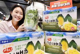 절임배추