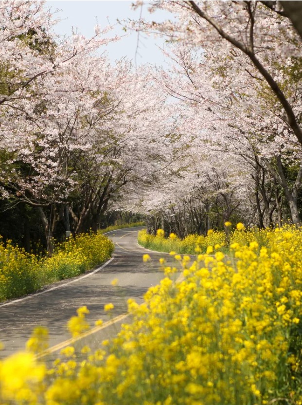 벚꽃 개화시기 2023