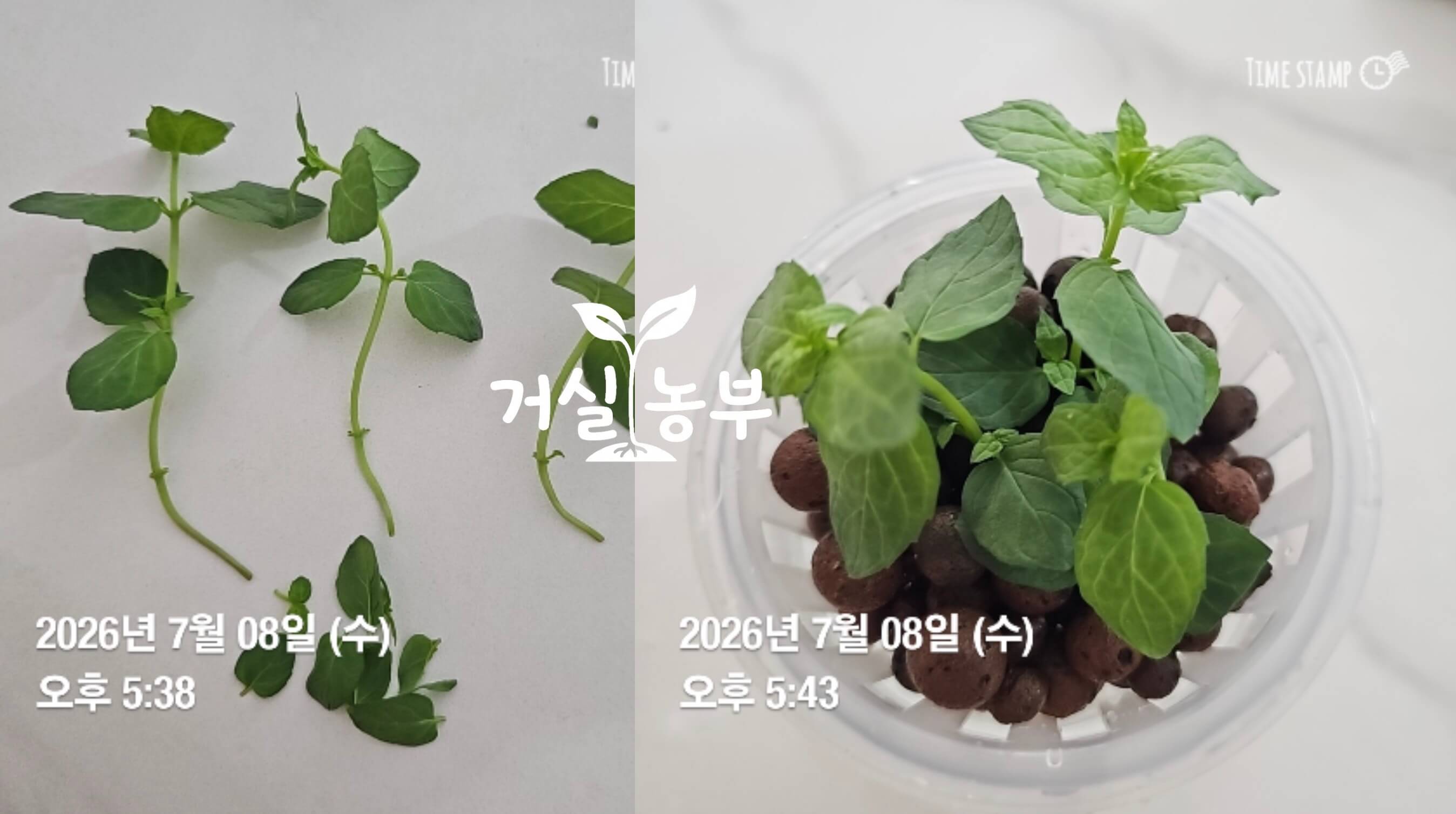 페퍼민트 삽목 1일차