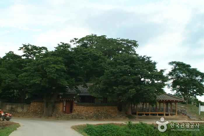 함평 양재리 이팝나무