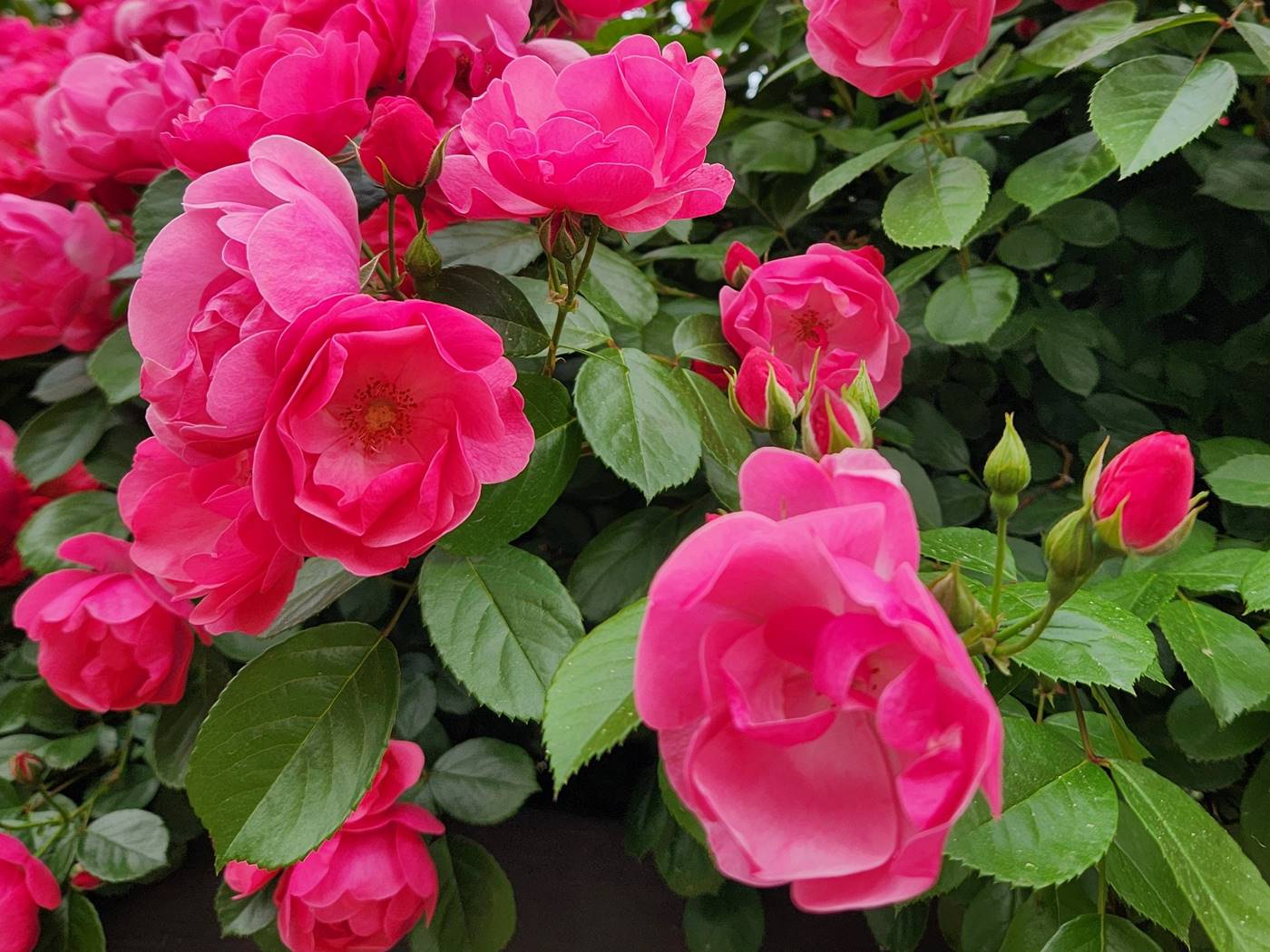 덩굴장미 안젤라 Angela