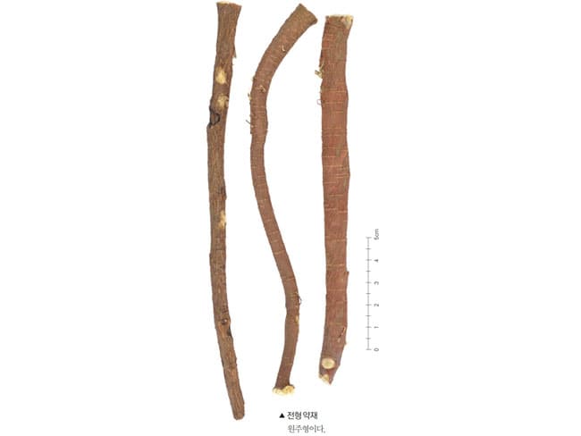 전형 약재