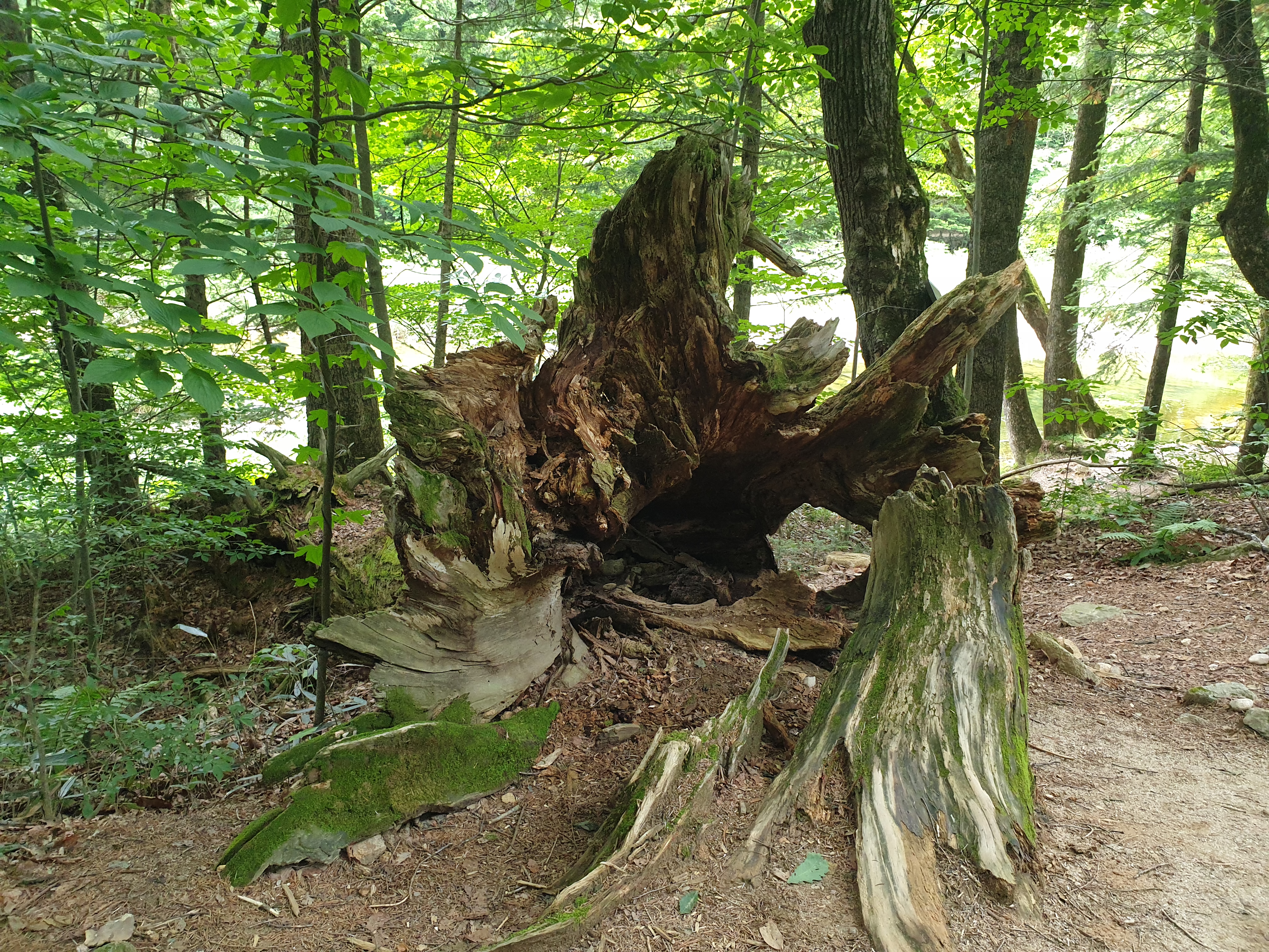 월정사 전나무숲
