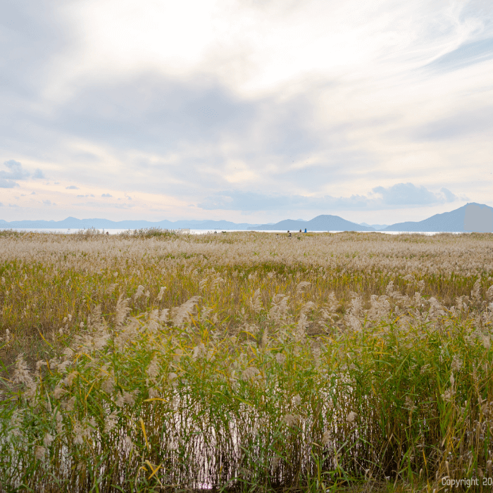 멋진 하늘과 펼쳐지는 갈대숲