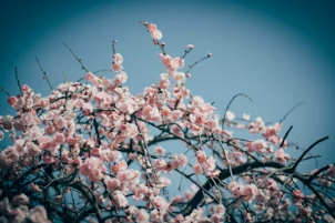 봄 향기 가득한 달래 손질 꿀팁: 알뿌리 까만 딱지 제거부터 식초물 세척 비법까지