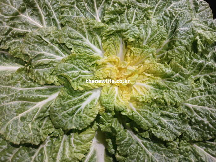 혈관 건강과 빈혈 예방에 좋은 봄동 실물. 칼륨과 철분이 풍부하여 혈액 순환을 돕는 싱싱한 초록 잎사귀