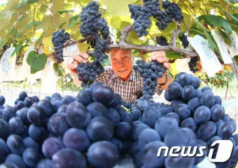 포도 재배 전정 시기 봉지 씌우기 병해 예방_31