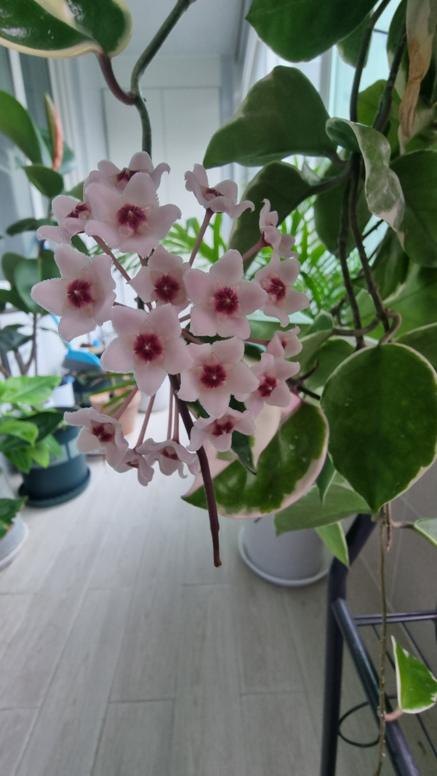 호야 꽃 피우기 방법