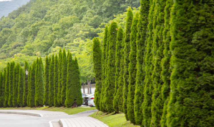 제이드가든 수목원