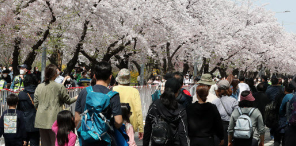 여의도벚꽃축제