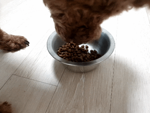 푸들 반달이 사료