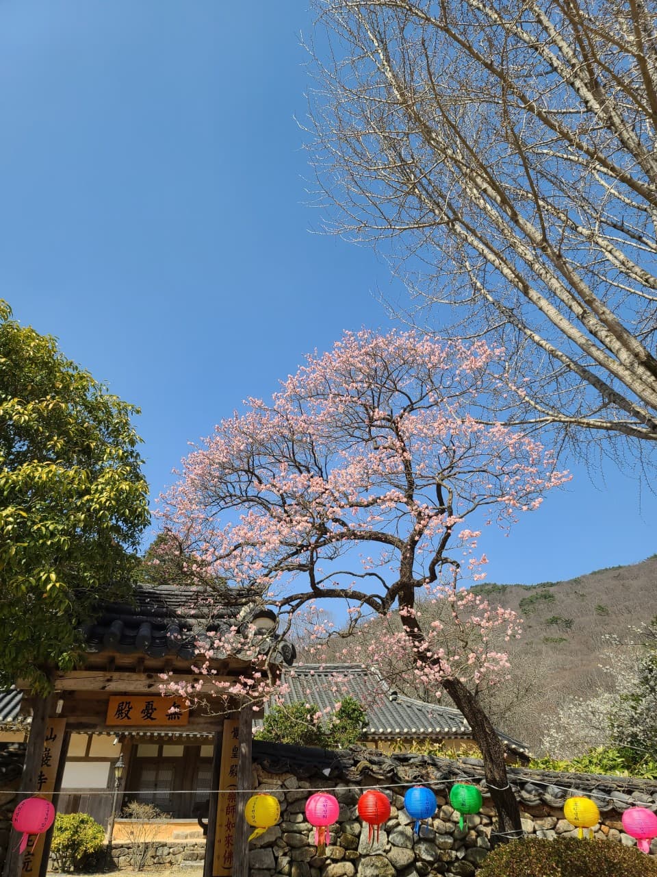 [4월 봄꽃 여행]순천 선암사❘진달래, 겹벚꽃, 홍매화, 개화시기