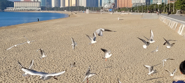 해운대 산책 신라스테이 to 벡스코. 해운대 해변의 갈매기들