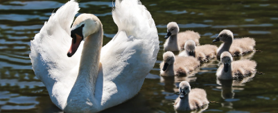 여행중 찍어본 오리사진