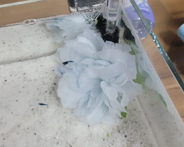 블루벨벳 새우 어항 기포가 생기는 이유 없애는 방법