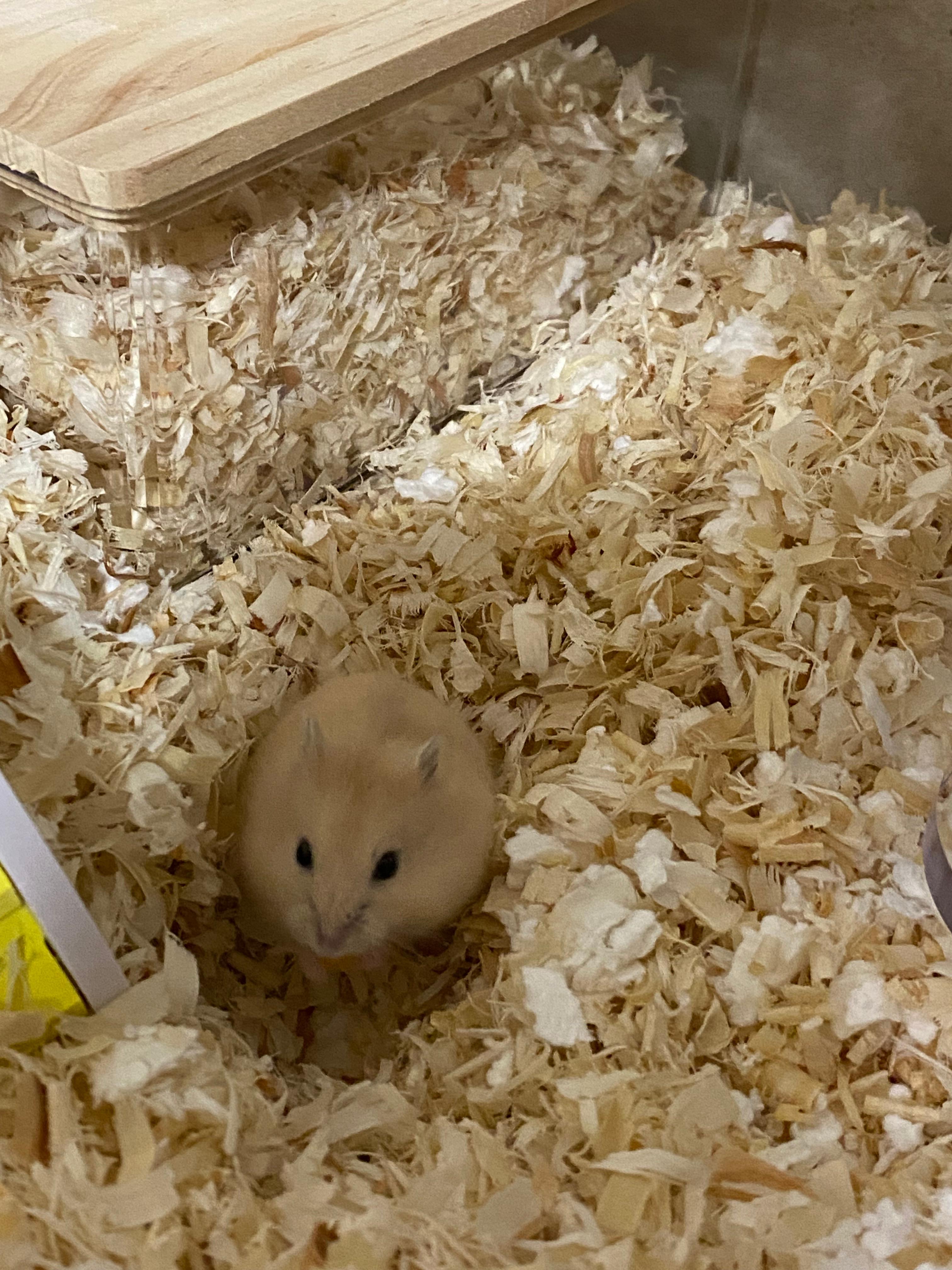 땅콩이가 된 푸딩햄스터 사진